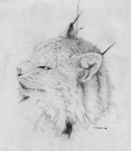 Snarled Lynx by Titus Hoskins